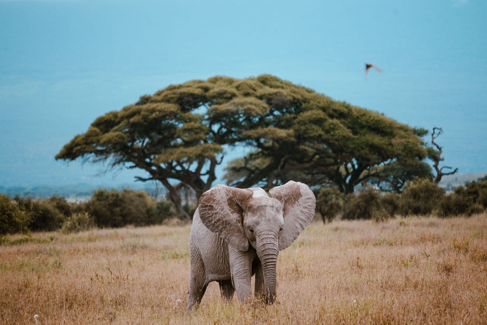 Serengeti, Tanzania